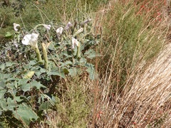 Datura wrightii