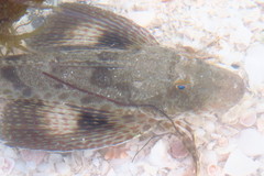 Prionotus scitulus