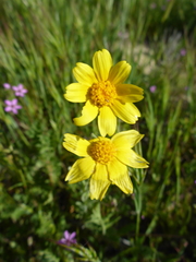 Monolopia lanceolata