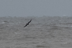 Stercorarius pomarinus