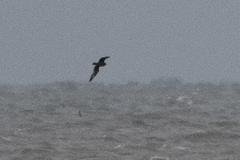 Stercorarius pomarinus