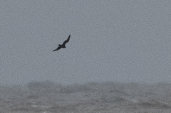 Stercorarius pomarinus