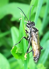 Tenthredo maculata