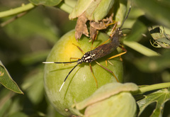 Holhymenia histrio