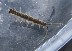 Erichsonella attenuata