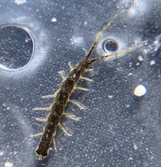 Erichsonella attenuata