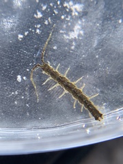 Erichsonella attenuata