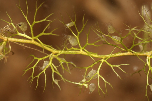 Utricularia minor iNat (3)