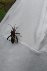 Leptoscelis tricolor