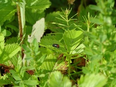 Cryptocephalus biguttatus