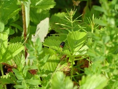 Cryptocephalus biguttatus