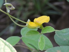 Cajanus scarabaeoides