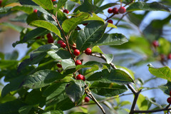 Ilex laevigata