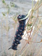Hyles nicaea
