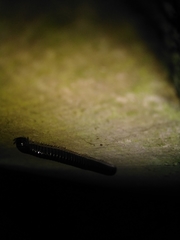 Tachypodoiulus niger