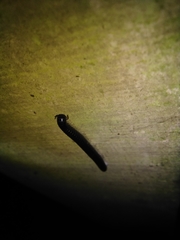 Tachypodoiulus niger