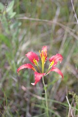 Lilium catesbaei image