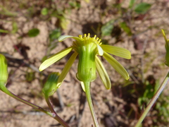 Senecio abruptus