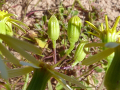 Senecio abruptus