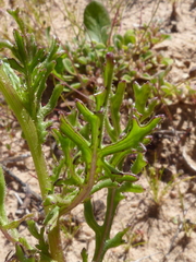 Senecio abruptus