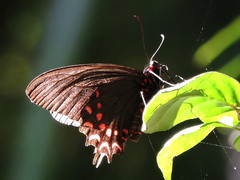 Parides photinus