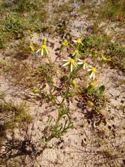 Senecio abruptus