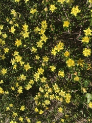 Asterolasia trymalioides