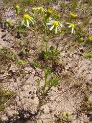 Senecio abruptus