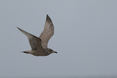 Larus glaucoides thayeri