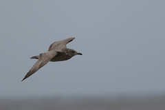 Larus glaucoides thayeri