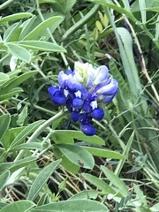 Lupinus texensis