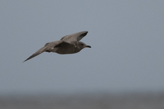 Larus glaucoides thayeri