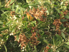 Conirostrum rufum