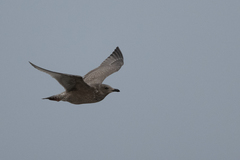 Larus glaucoides thayeri