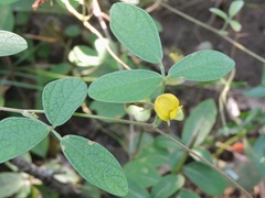 Cajanus scarabaeoides