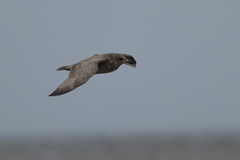 Larus glaucoides thayeri