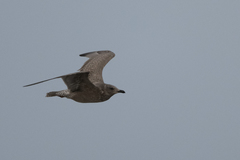 Larus glaucoides thayeri