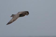 Larus glaucoides thayeri