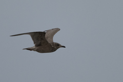 Larus glaucoides thayeri