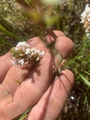 Epacris lanuginosa