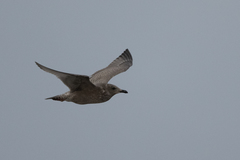 Larus glaucoides thayeri