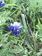 Lupinus texensis