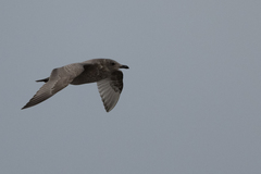 Larus glaucoides thayeri