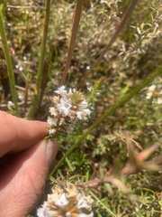 Epacris lanuginosa