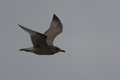 Larus glaucoides thayeri