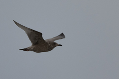 Larus glaucoides thayeri
