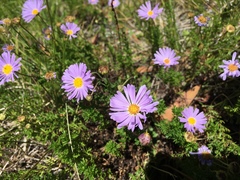 Brachyscome rigidula