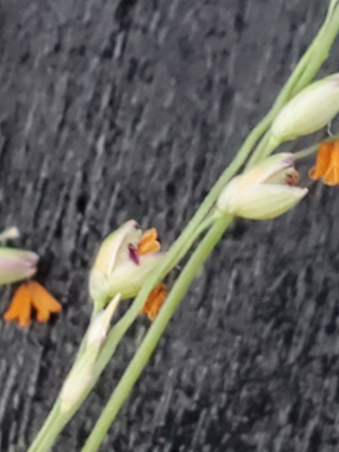Image of Panicum coloratum by (c) Jo Roberts, some rights reserved (CC BY)