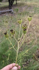 Helianthus salicifolius