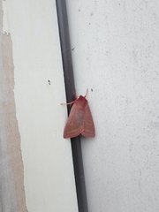 Psectraglaea carnosa